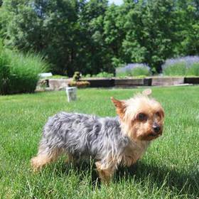 Yorkie