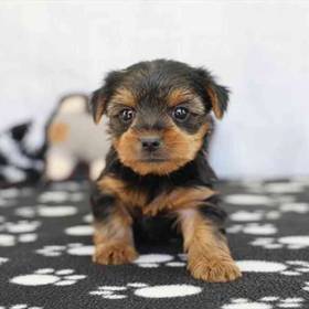 Yorkie