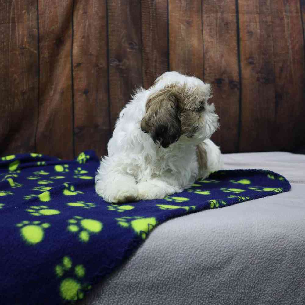 carousel pet images