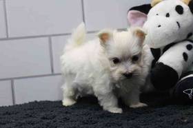 Maltese