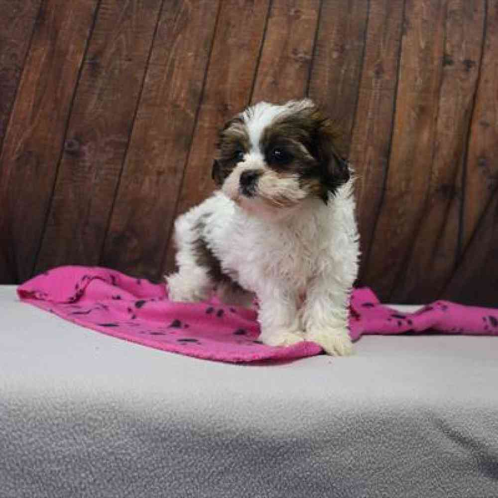 carousel pet images