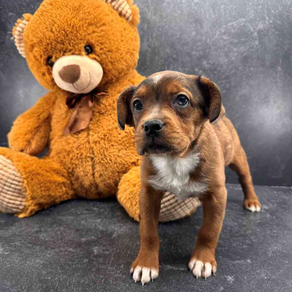 carousel pet images