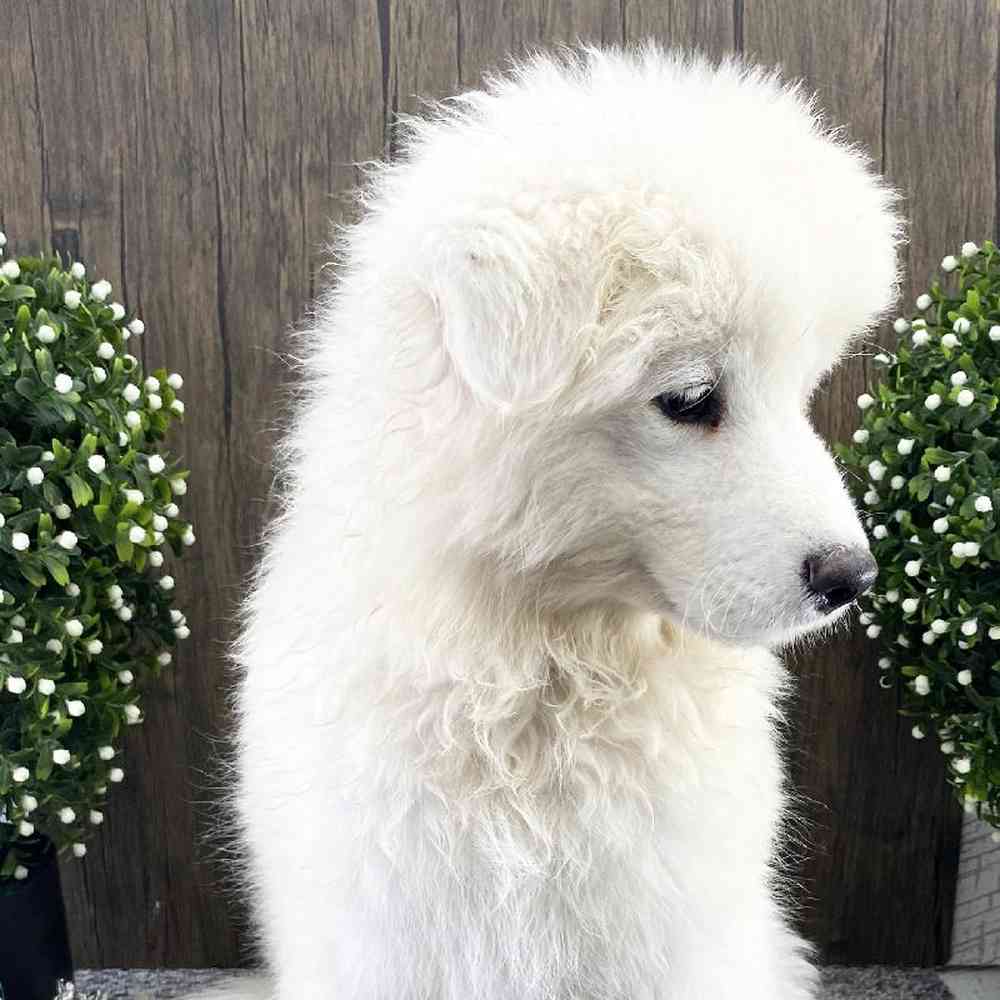 Female Samoyed Puppy for sale