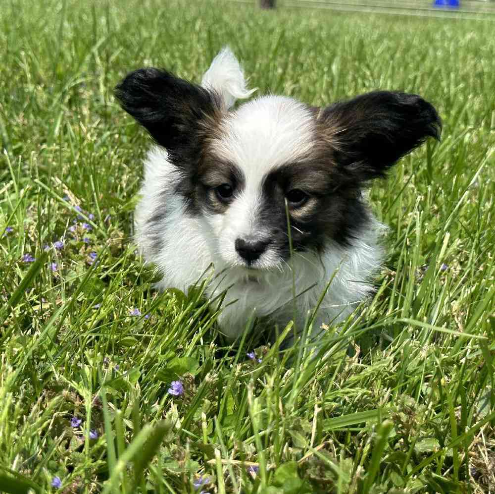 carousel pet images