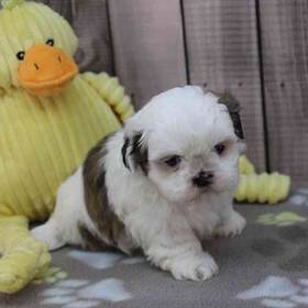 Shih Tzu