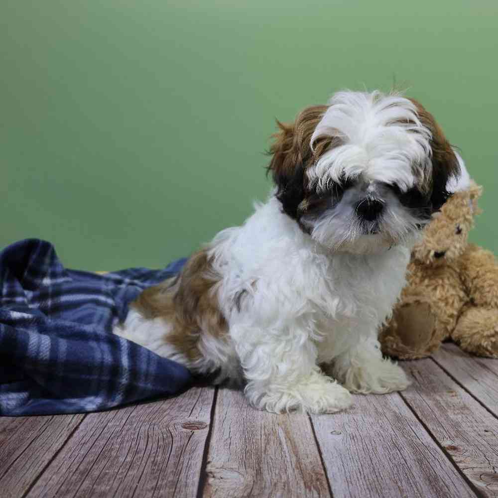 carousel pet images