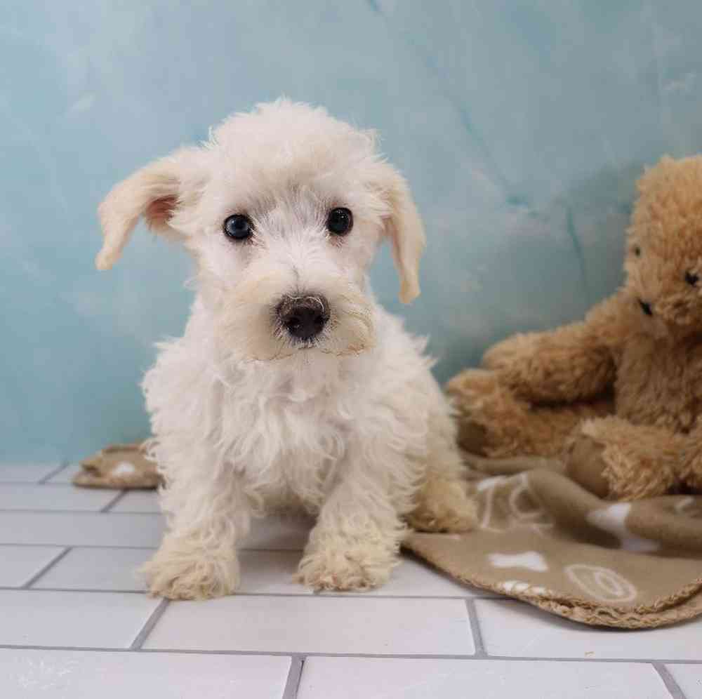 Male Schnoodle Puppy for Sale in Millersburg, IN