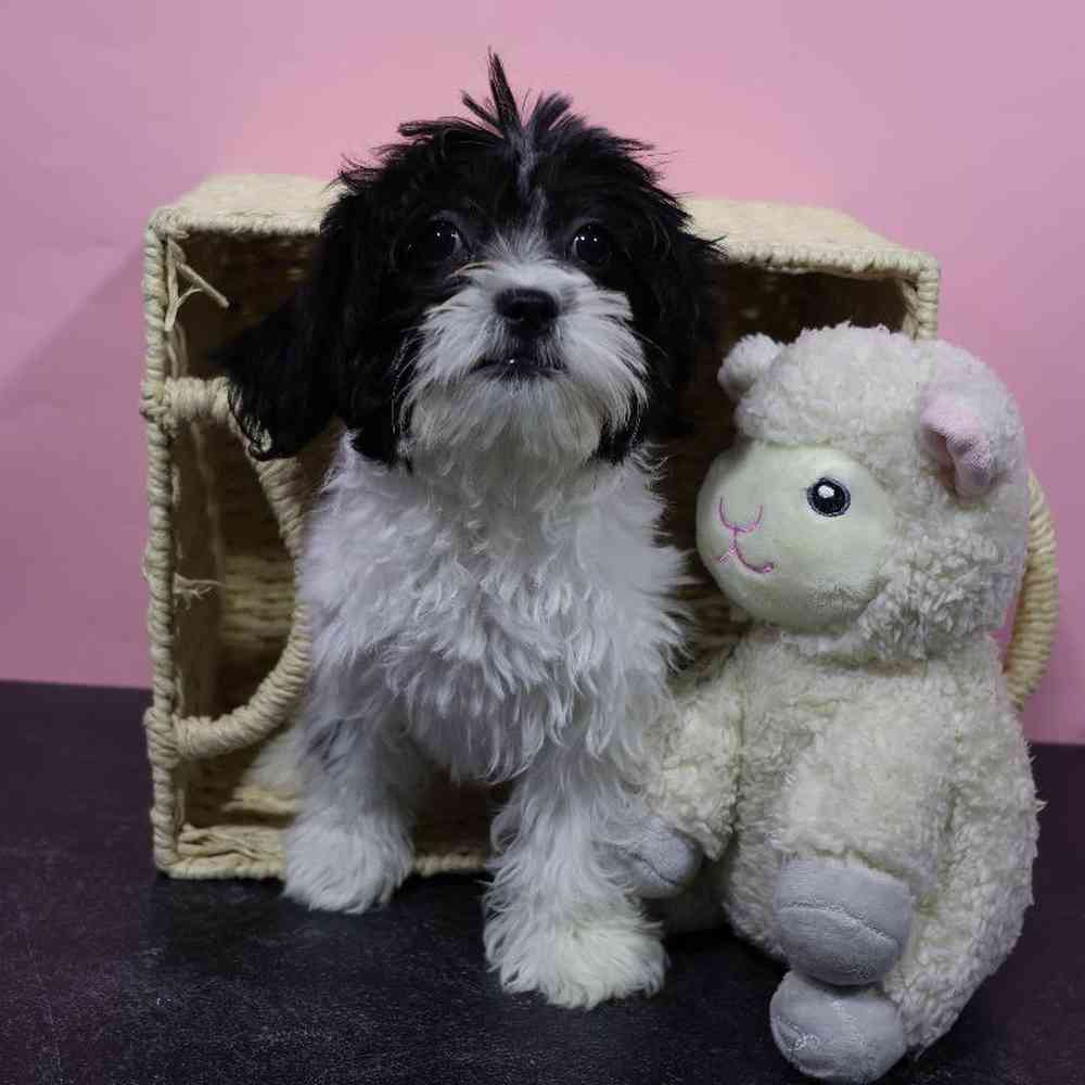 carousel pet images