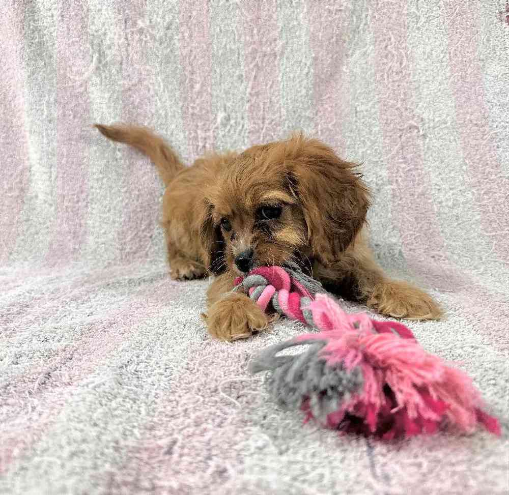 carousel pet images