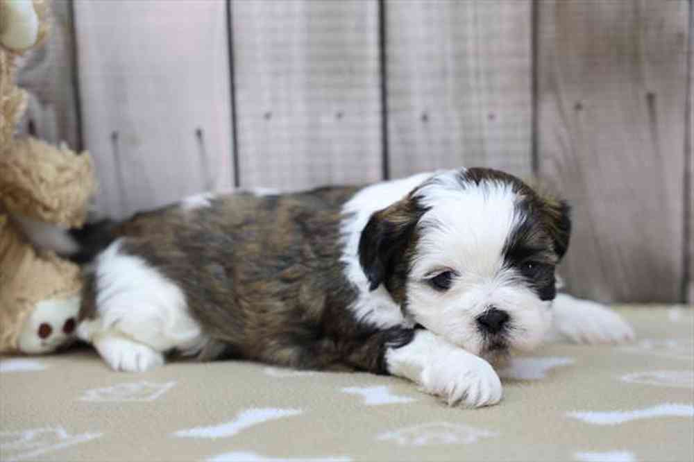 carousel pet images