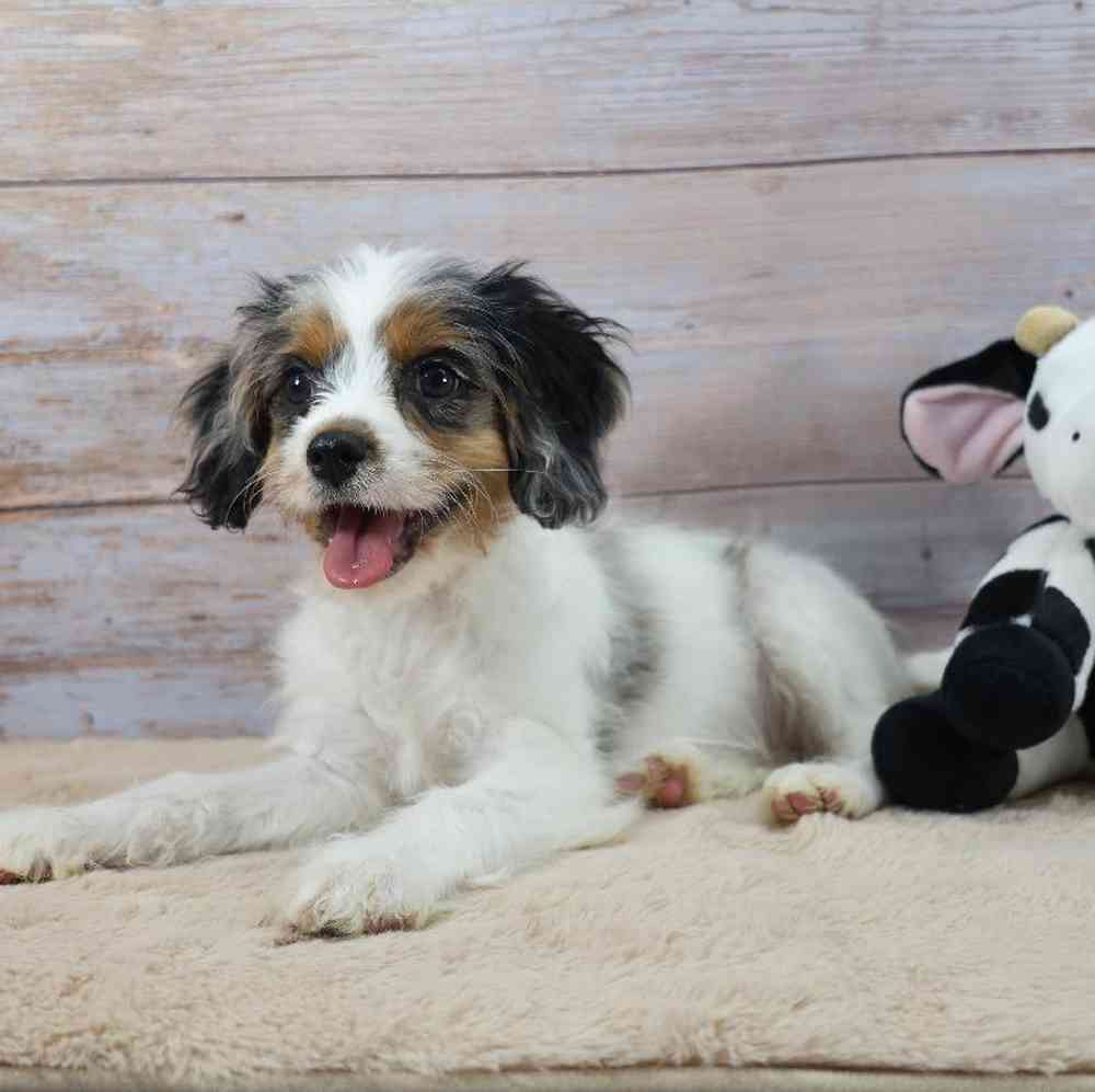 carousel pet images