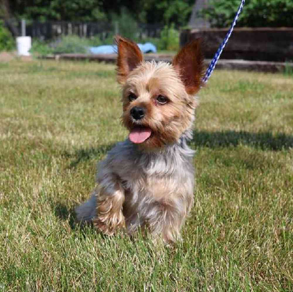 Female Yorkie Puppy for Sale in Millersburg, IN