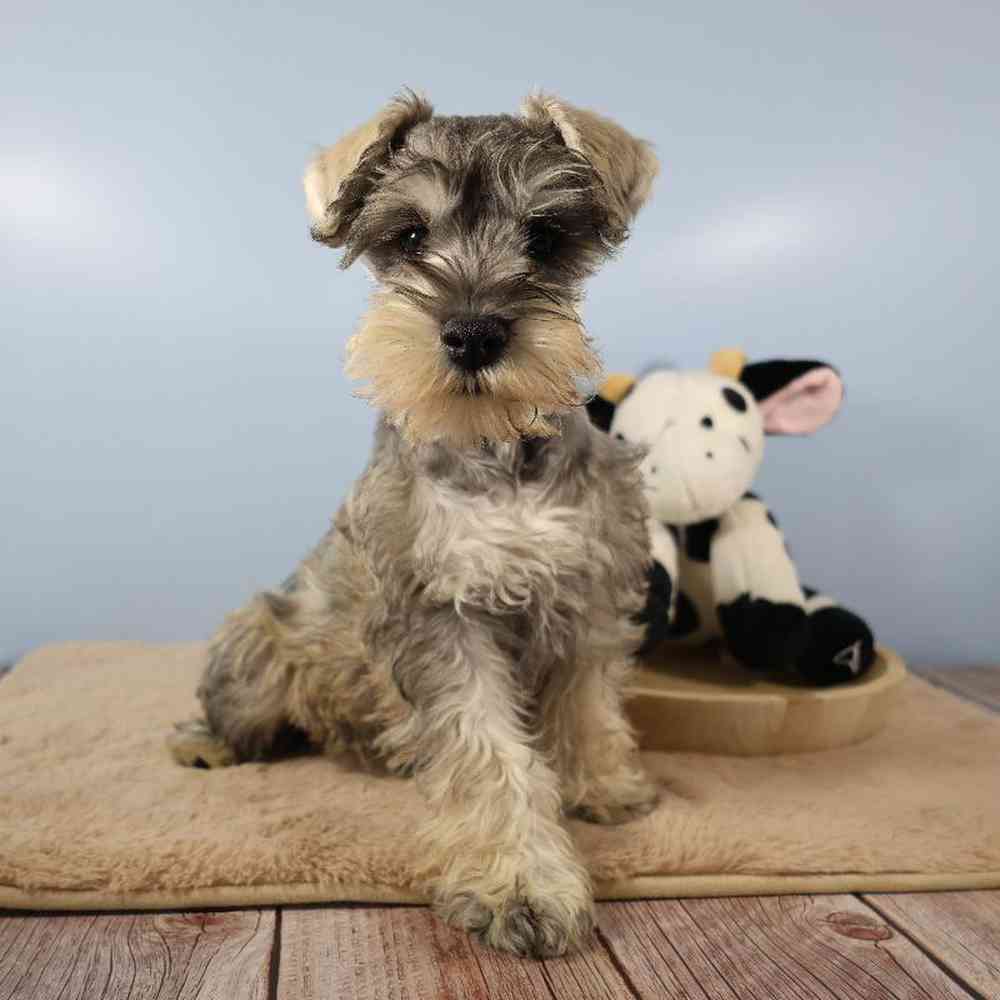 carousel pet images