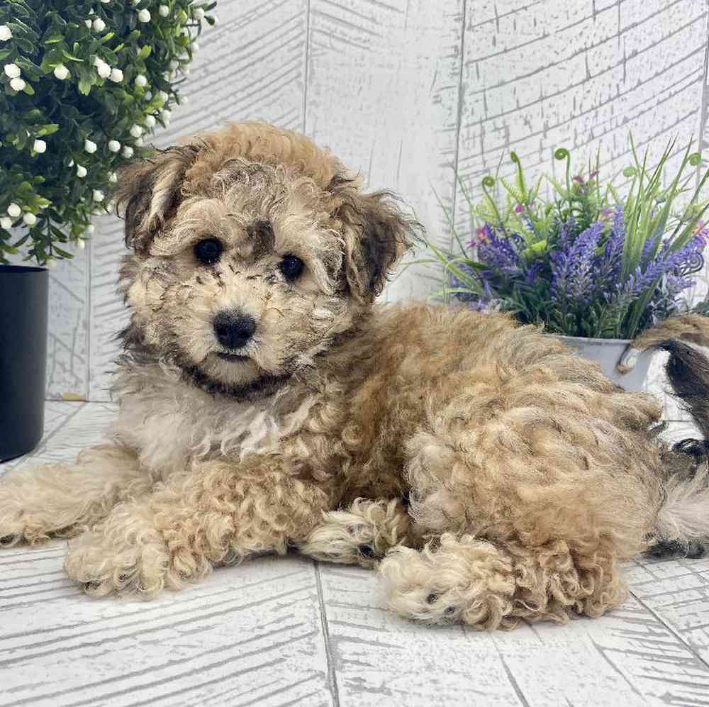 carousel pet images