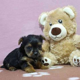 Yorkie