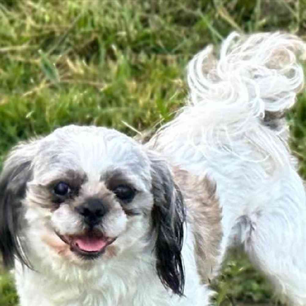 carousel pet images