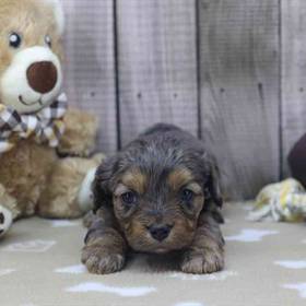 Cavapoo