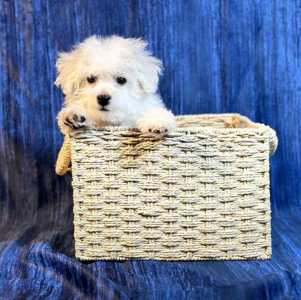 Male Bichon Puppy for Sale in Millersburg, IN