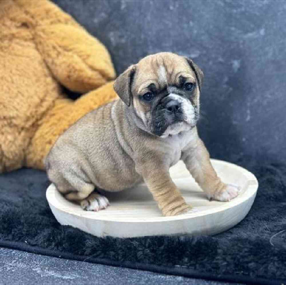 carousel pet images