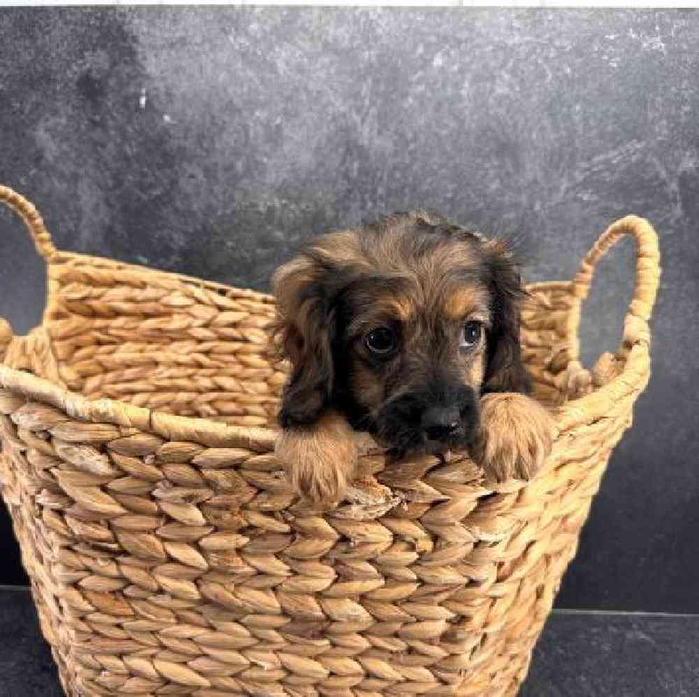 carousel pet images