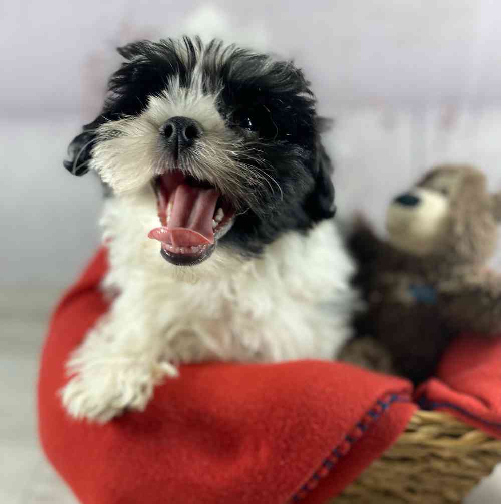 carousel pet images