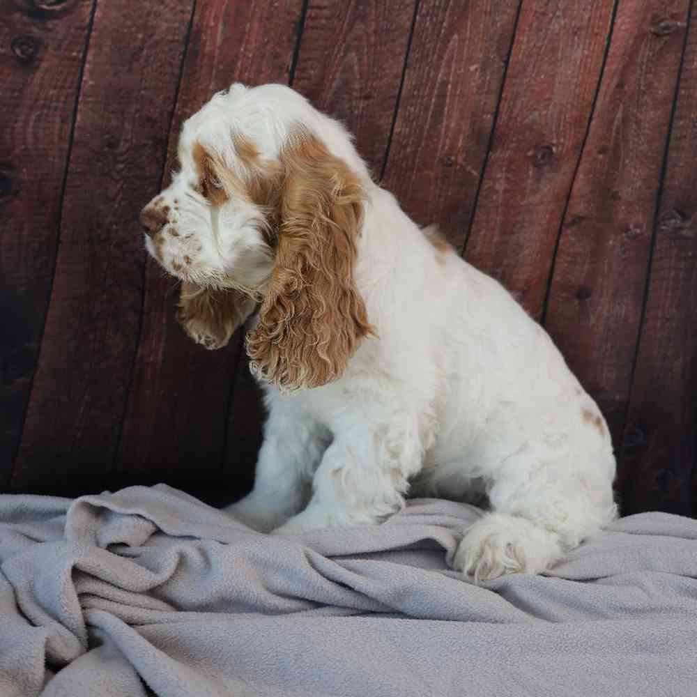 Male Cocker Spaniel Puppy for Sale in Millersburg, IN