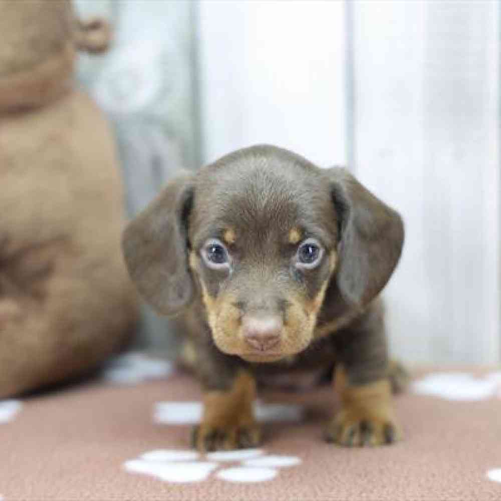pet-img