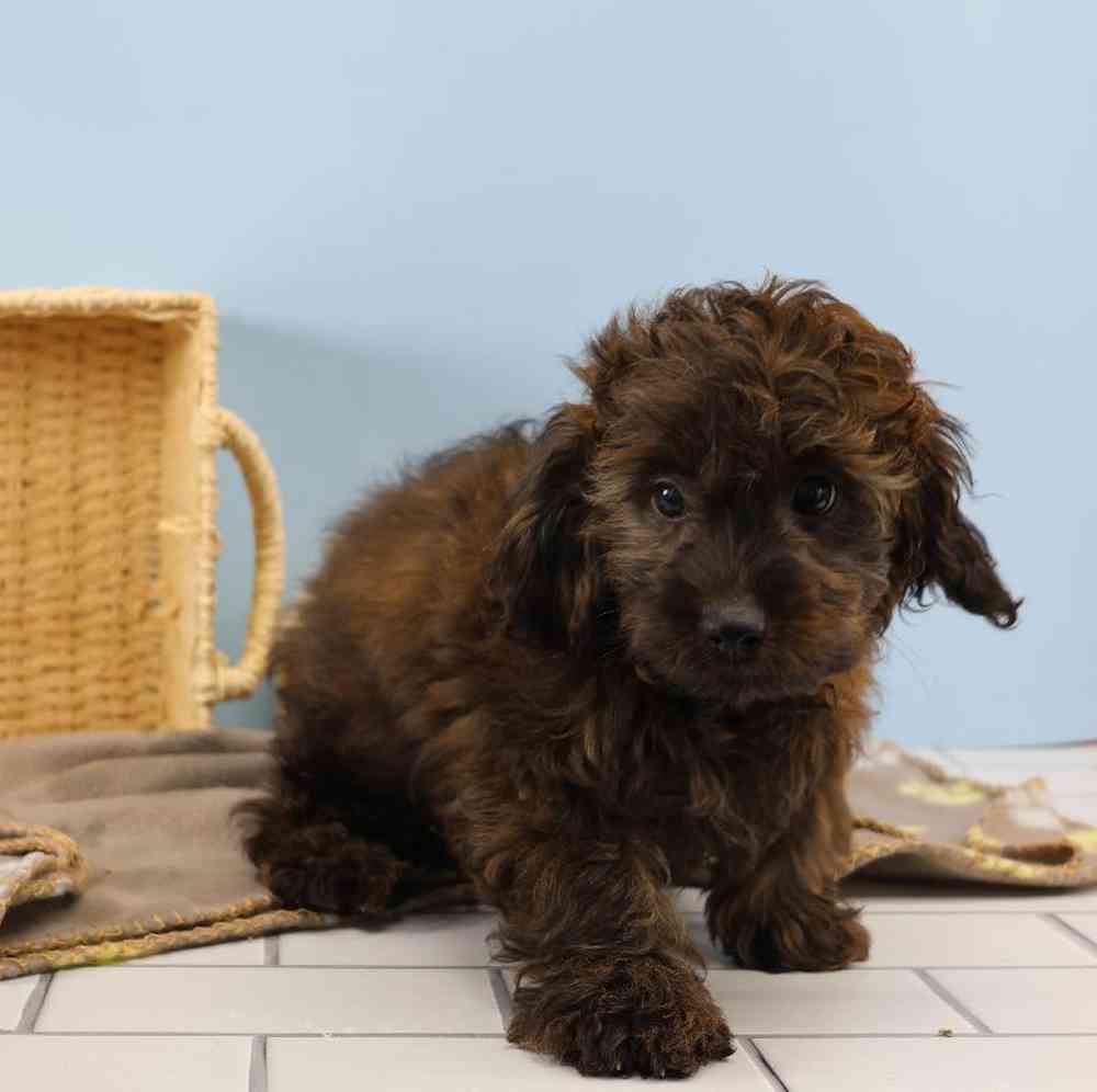 Male Doxiepoo Puppy for Sale in Millersburg, IN