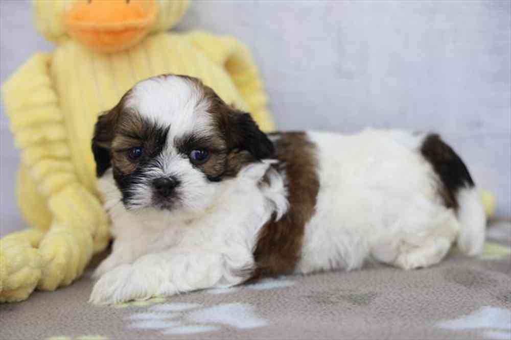 carousel pet images