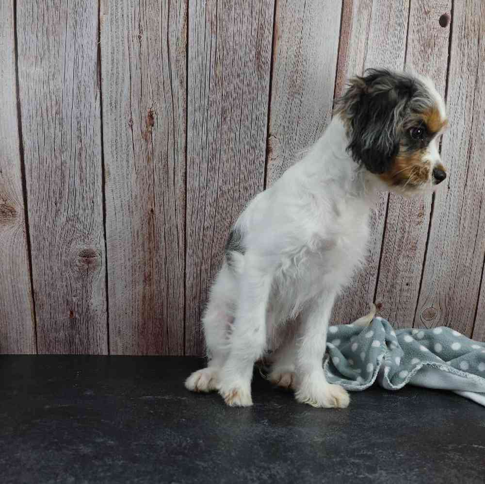 carousel pet images