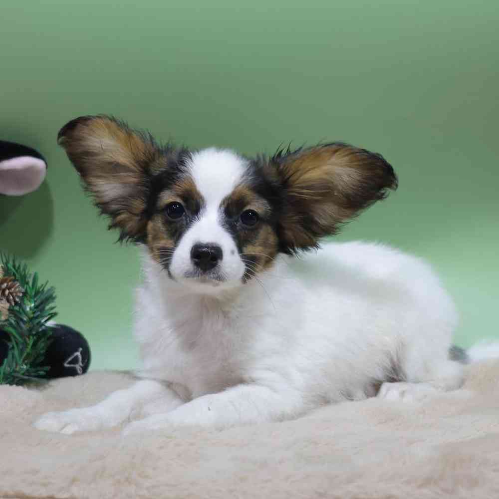 carousel pet images