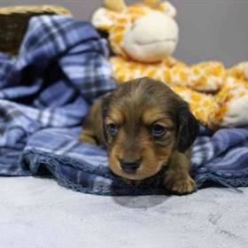 Dachshund