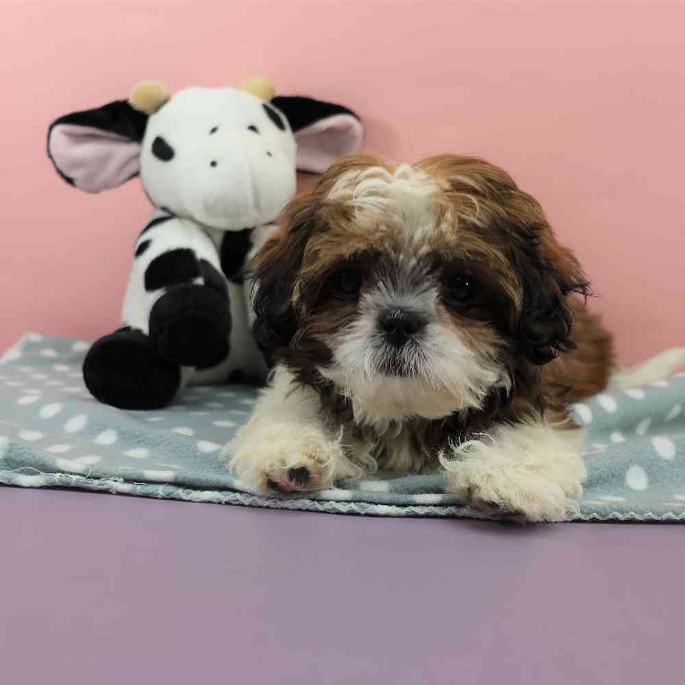 carousel pet images