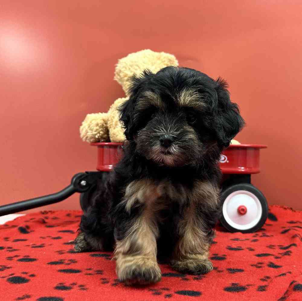 Female Malshi Puppy for Sale in Millersburg, IN