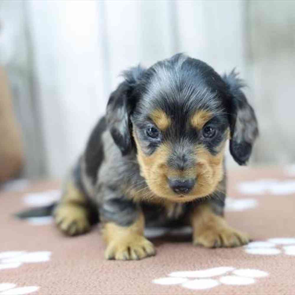 Image of a pet breed in the gallery
