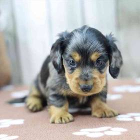 Dachshund
