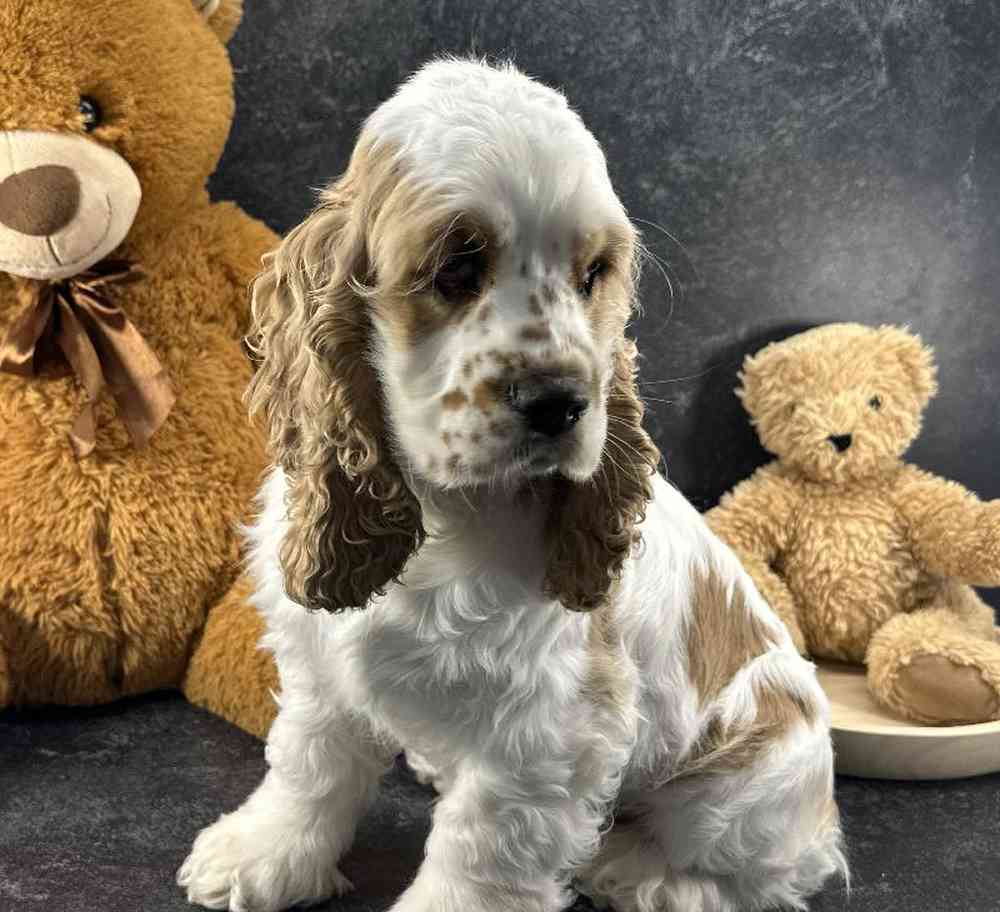 Female Cocker Spaniel Puppy for Sale in Millersburg, IN