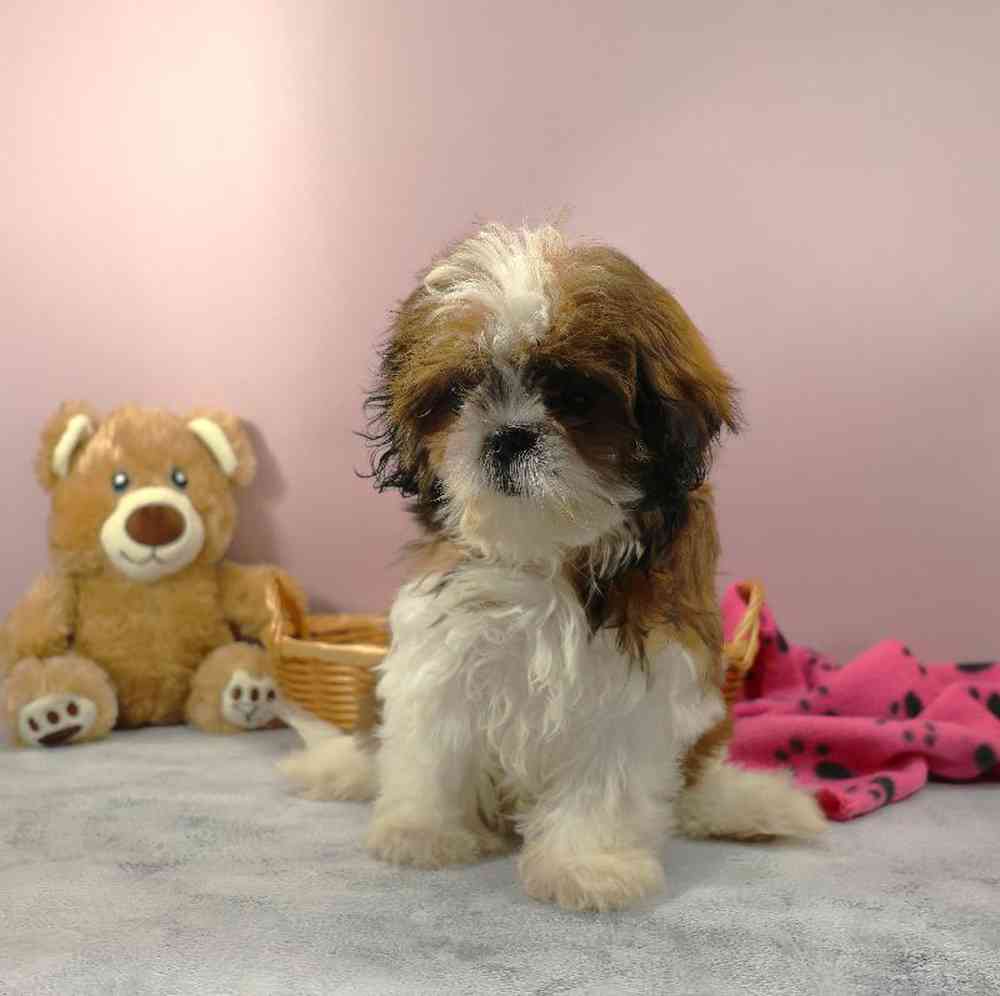 carousel pet images