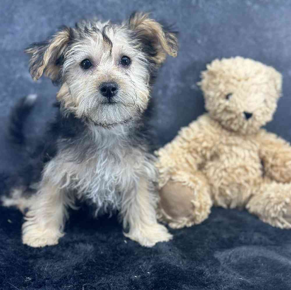 carousel pet images