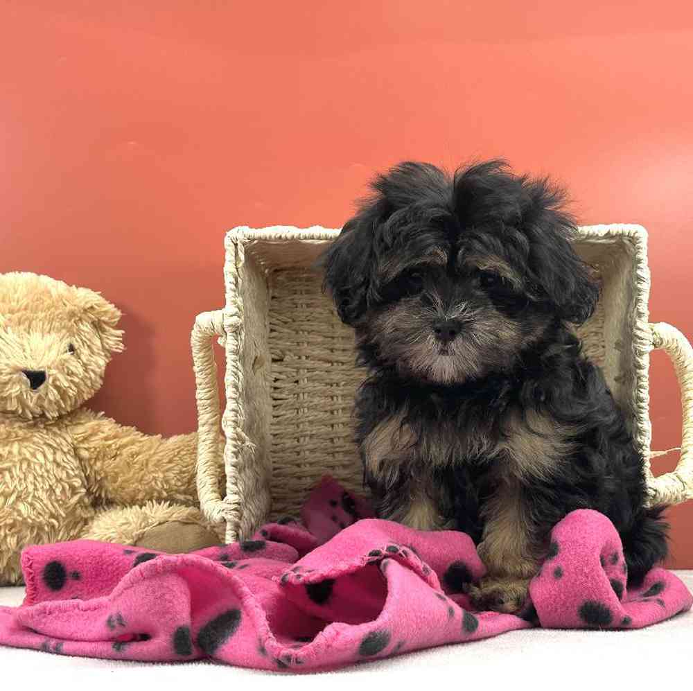 Female Malshi Puppy for Sale in Millersburg, IN