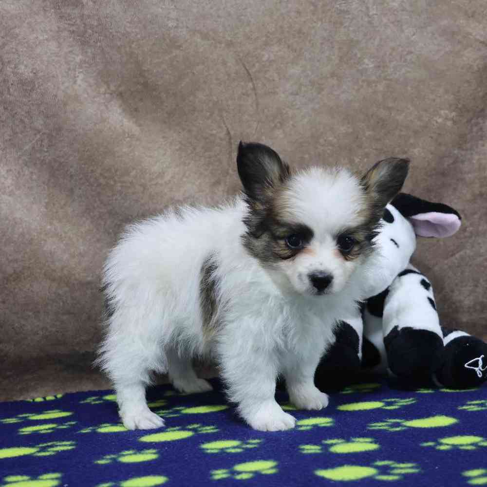 carousel pet images