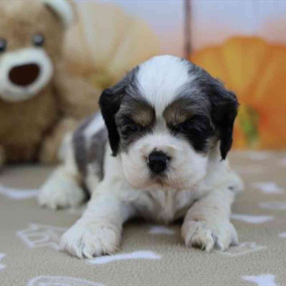 Cocker Spaniel Puppy for sale - Heart String Healthy Puppies