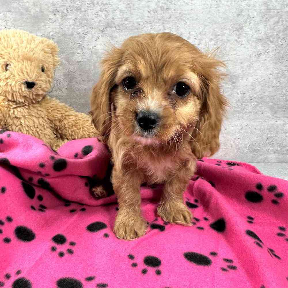 carousel pet images