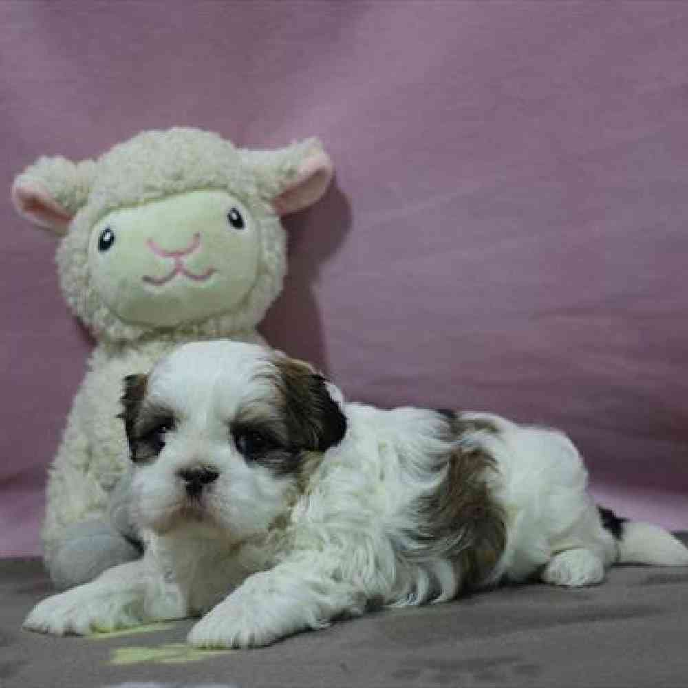 carousel pet images