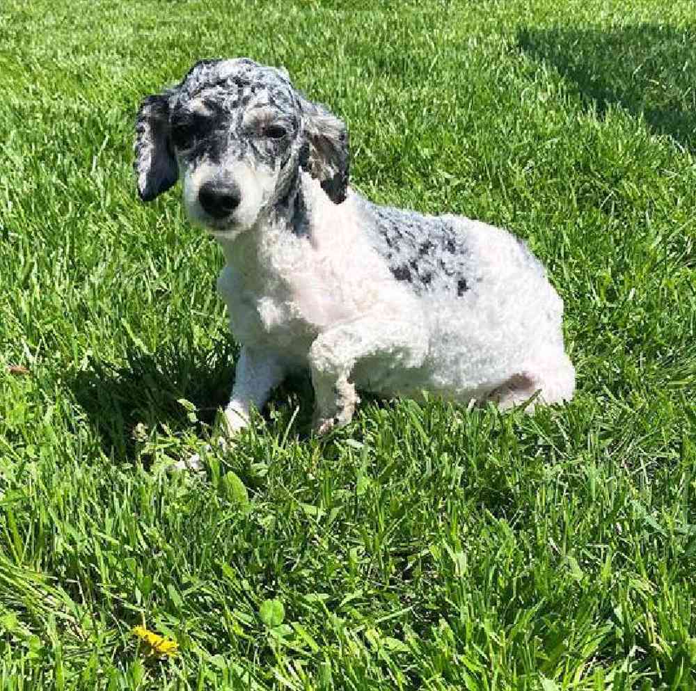Female Hybrid Puppy for Sale in Millersburg, IN