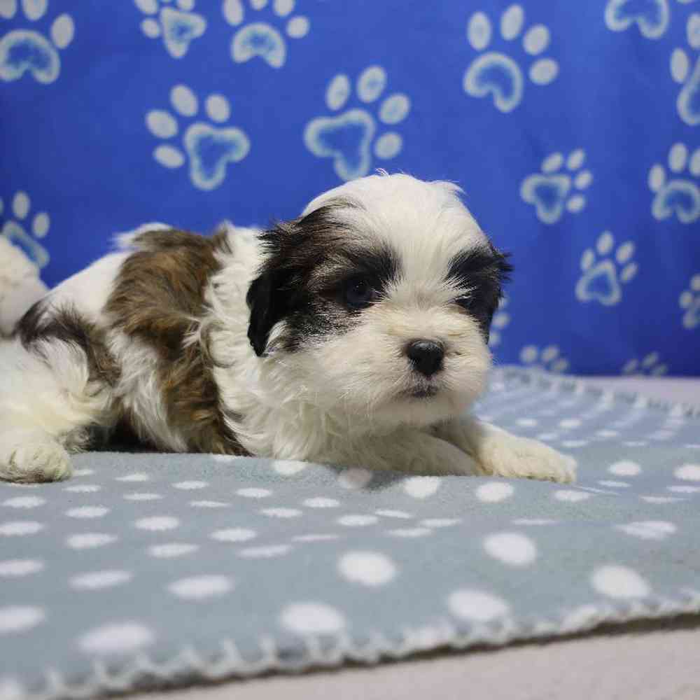 carousel pet images