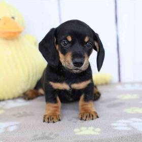 Dachshund
