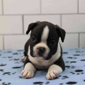 Boston Terrier