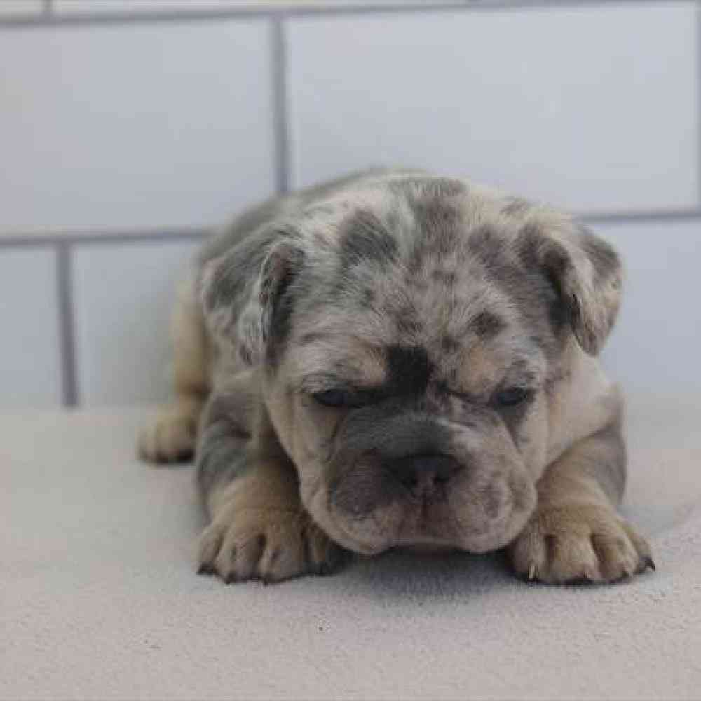 pet-img