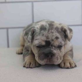 French Bulldog